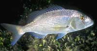 Pesce Dentice nei fondali del mare di Lipari